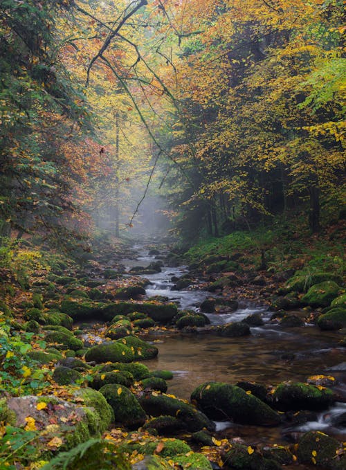 Photos gratuites de automne, fleuve, flot