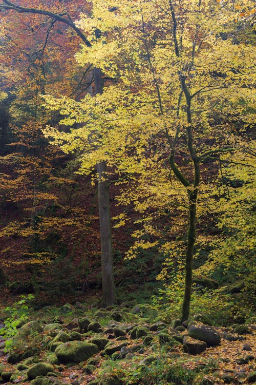 Trees in Forest in Autumn