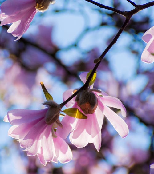 꽃, 모바일 바탕화면, 봄의 무료 스톡 사진
