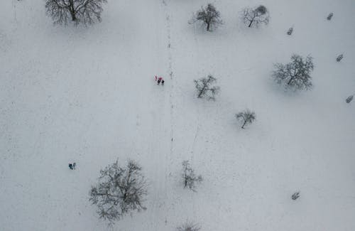 People among Trees in Winter