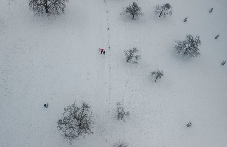 People Among Trees In Winter