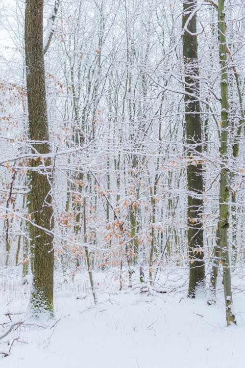 Darmowe zdjęcie z galerii z biały, drzewa, las