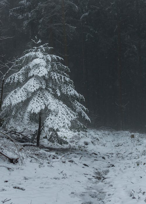 Kostenloses Stock Foto zu bäume, kalt, natur