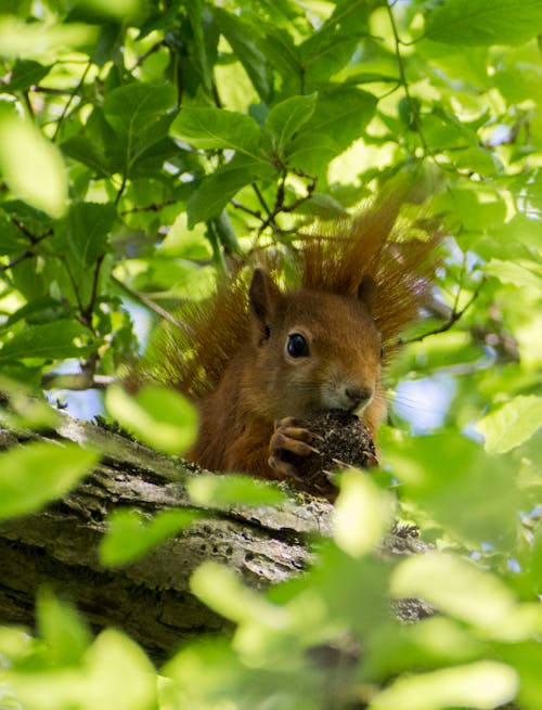 Squirrel Sitting On Branch