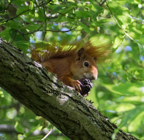 Kostenloses Stock Foto zu ast, baum, eichhörnchen