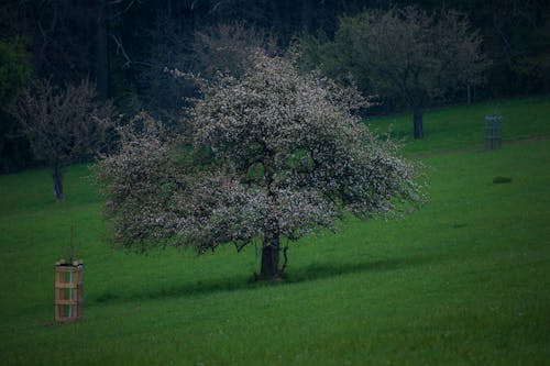 Kostenloses Stock Foto zu baum, der grünen wiese, feld