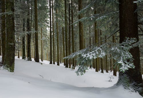 Darmowe zdjęcie z galerii z biały, krajobraz pokryty śniegiem, las