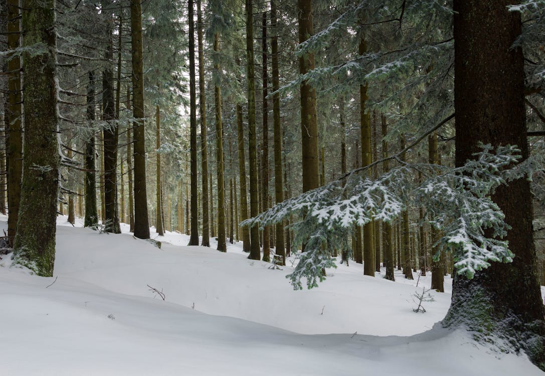 Kostenloses Stock Foto zu kalt, schnee, schneebedeckt