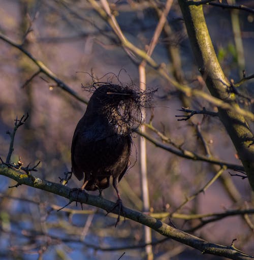 Twigs in Birds Beak