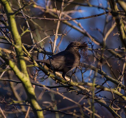 Bird Collecting Twigs for Next Building