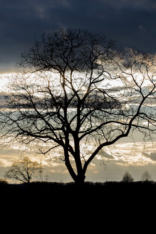 Darmowe zdjęcie z galerii z chmury, ciemna przestrzeń, drzewo