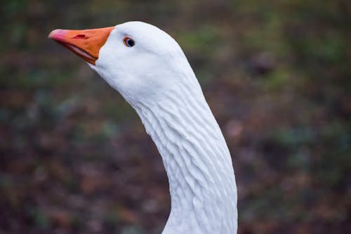 Close Up Shot of White Goose Head