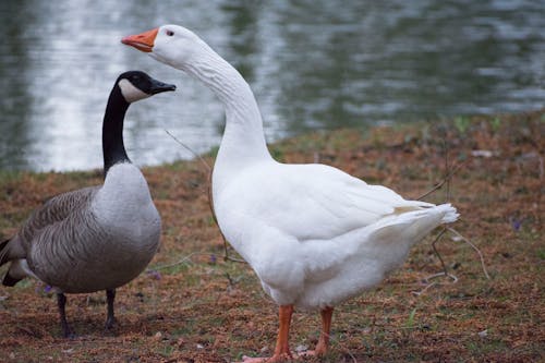 Two Geese 