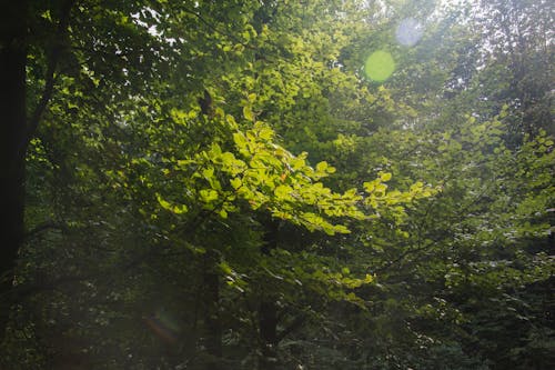 Sunlight On Forest Trees