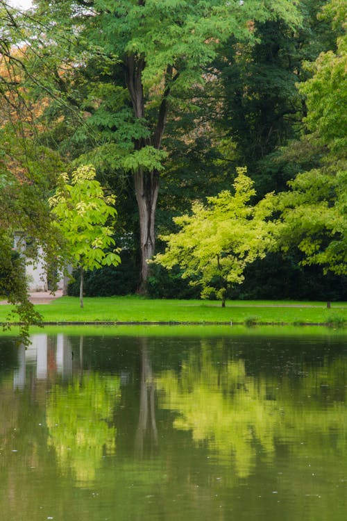 Trees Reflecting In Lake Water