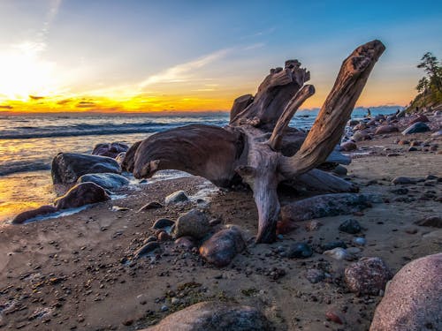 Driftwood On Seashore During Golden Hour
