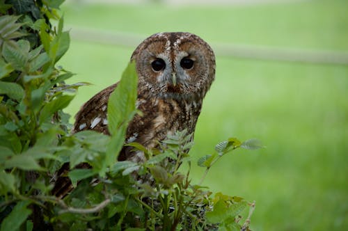 Close up of Tawny Owl
