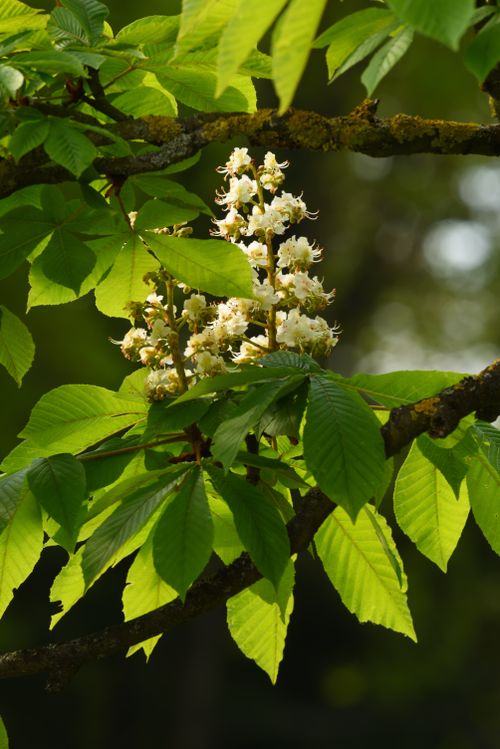 Free Close-up of vibrant horse chestnut blossoms among lush green leaves in Hannover. Stock Photo