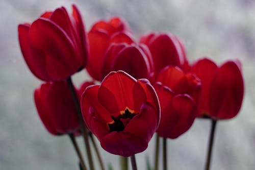 Fotos de stock gratuitas de abundancia, enfoque selectivo, flores