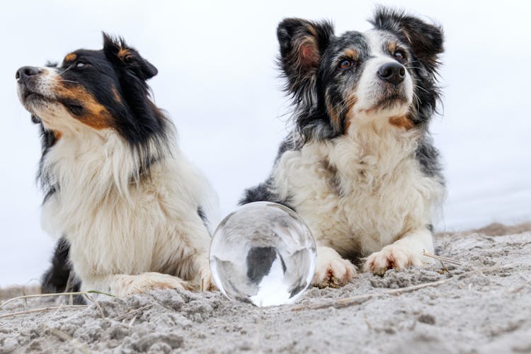 Dogs Lying Down With Ball