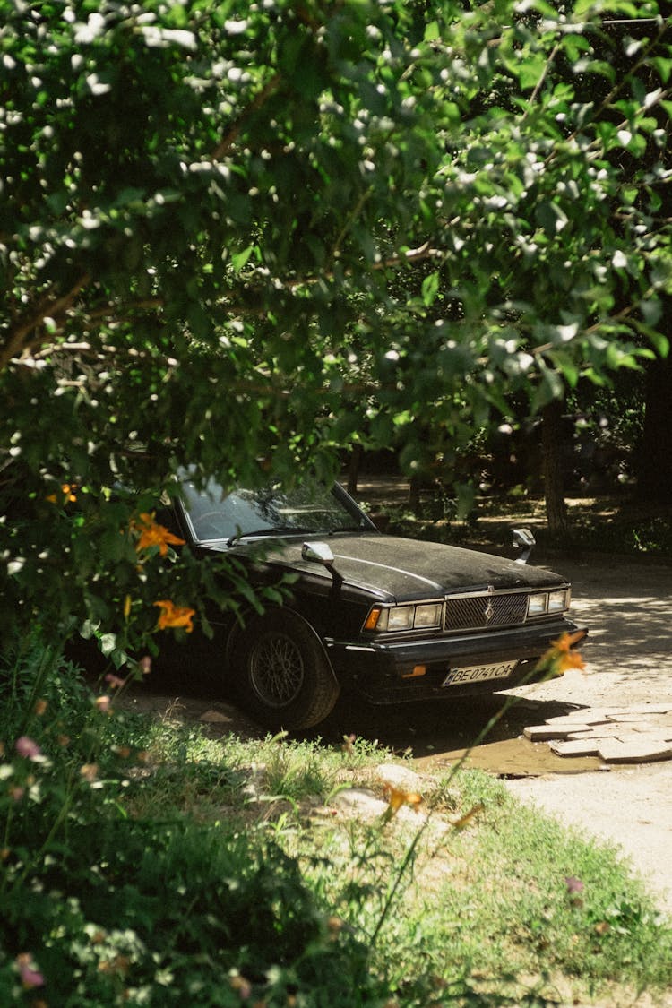 Black Car Near Tree