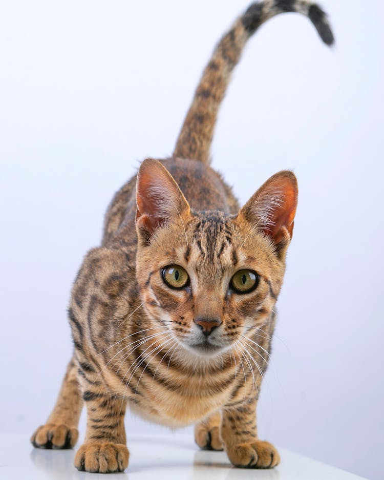 Cat On White Background