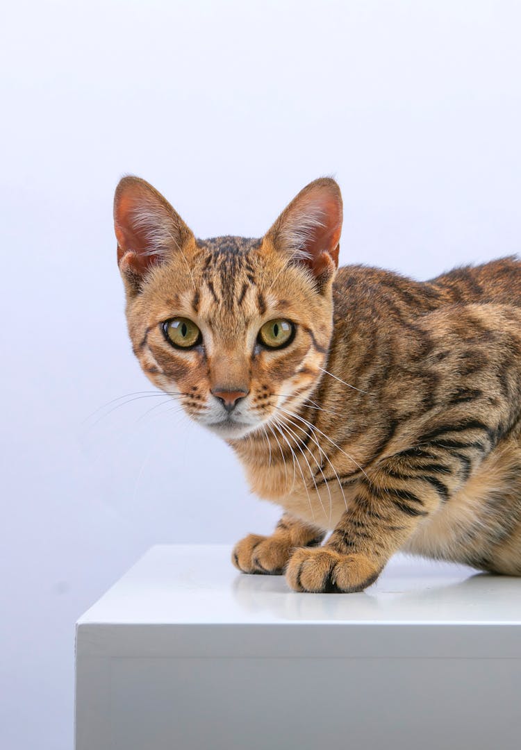 Cat On White Background