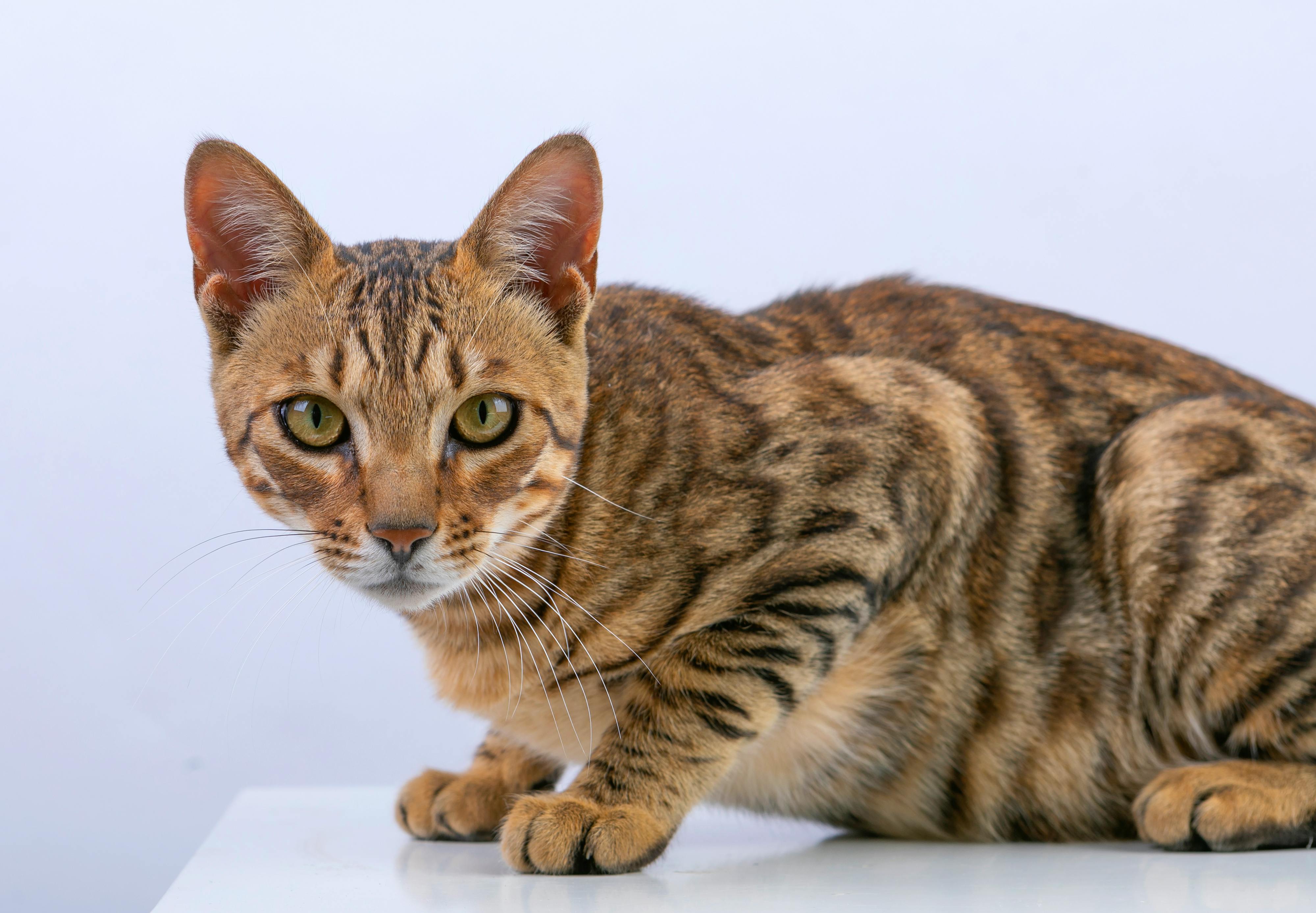Adorable Bengal cat with striking patterns posing on a white background, showcasing its inquisitive nature.
