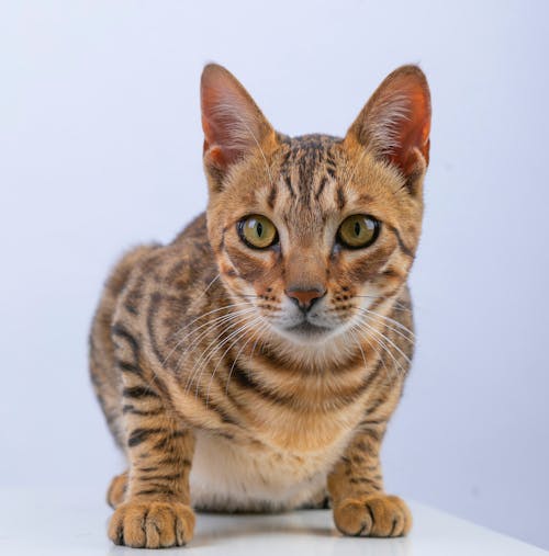 Gratis stockfoto met dierenfotografie, gestreepte kat, grijze achtergrond