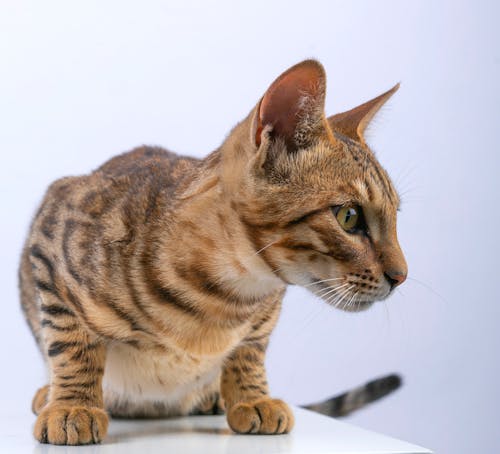 Clsoe-up of a Bengal Cat 
