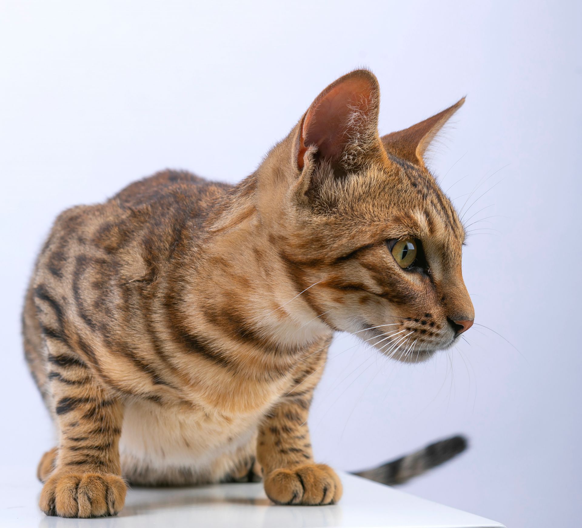 Clsoe-up of a Bengal Cat
