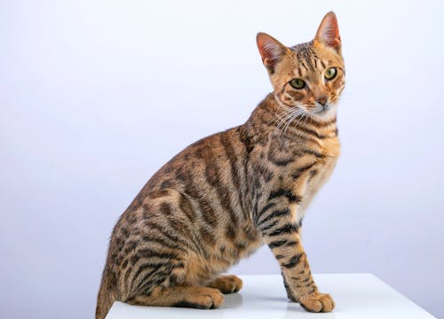 Bengal Cat on White Background
