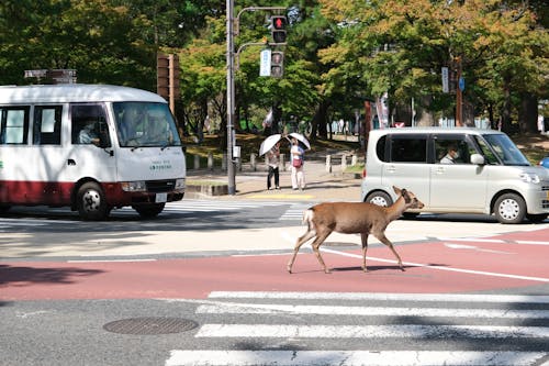 Deer on Street in Town