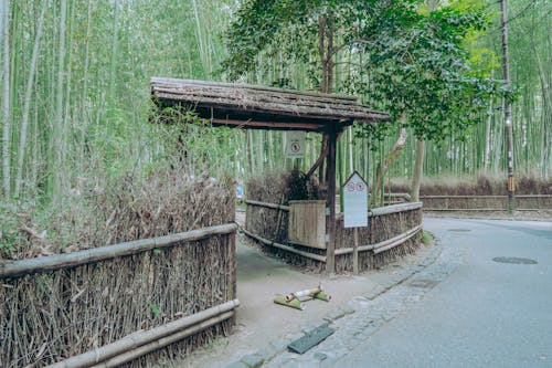 Gratis arkivbilde med bambus, blader, bro