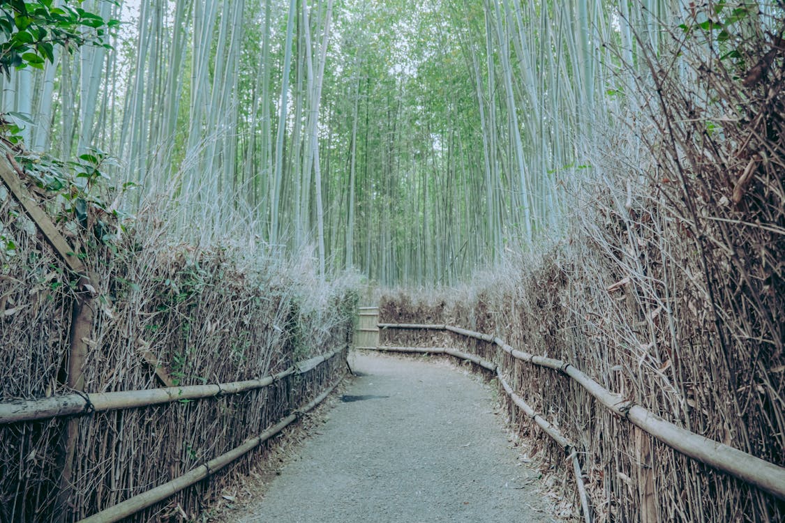 Gratis arkivbilde med arashiyama bambusskog, bambus, dyp