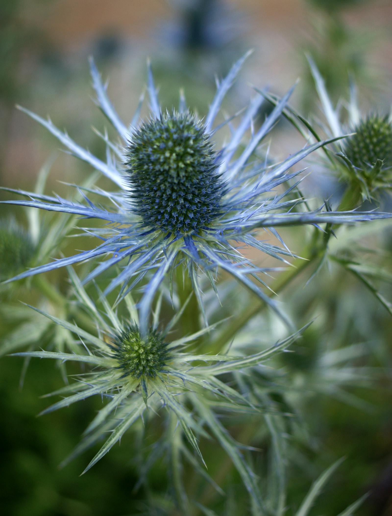 Eryngium Proteiflorum Photos, Download The BEST Free Eryngium