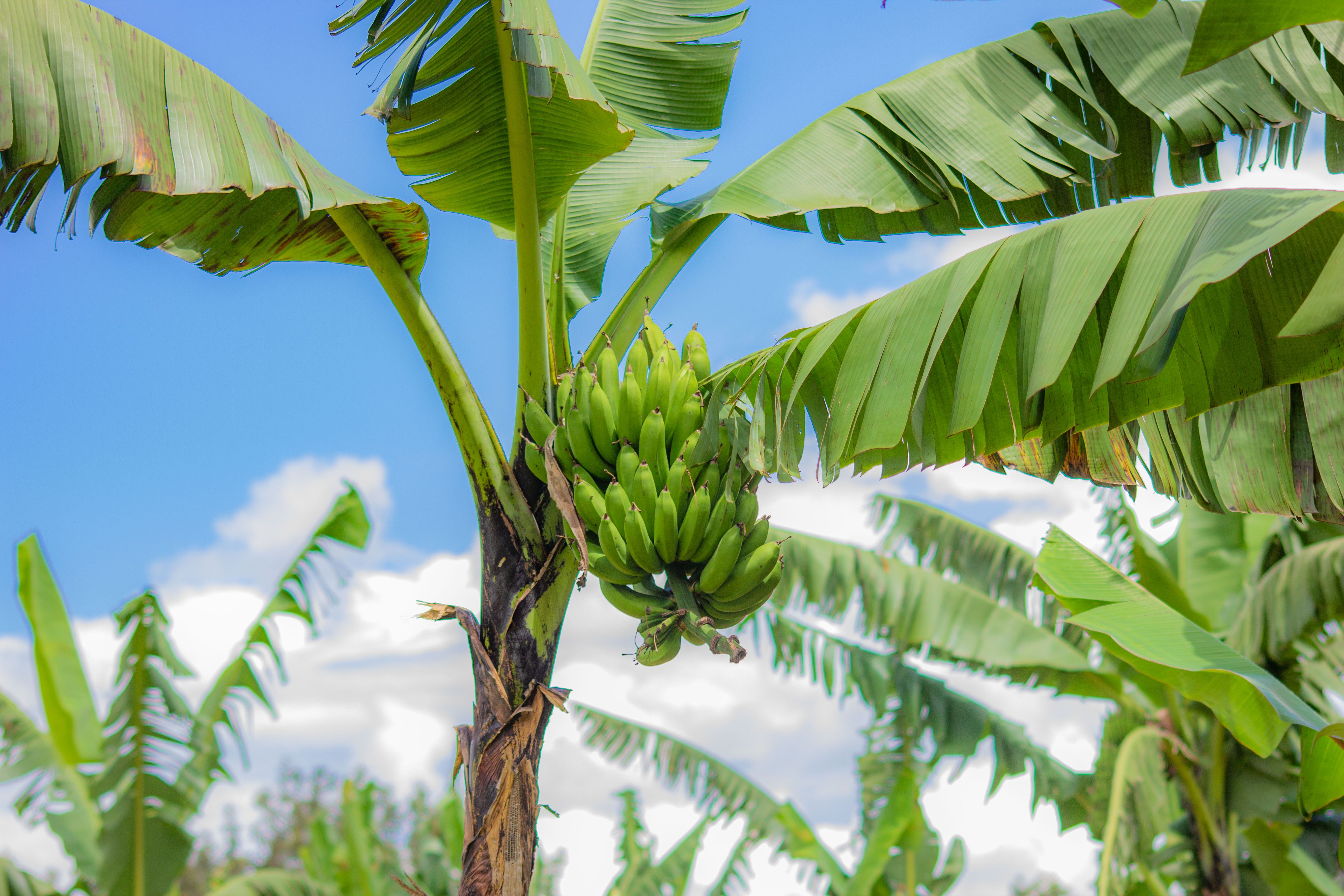 A banana plant carrying a heavy green matooke bunch — mulch, prop and de-sucker to protect a perennial you can't replant each season.