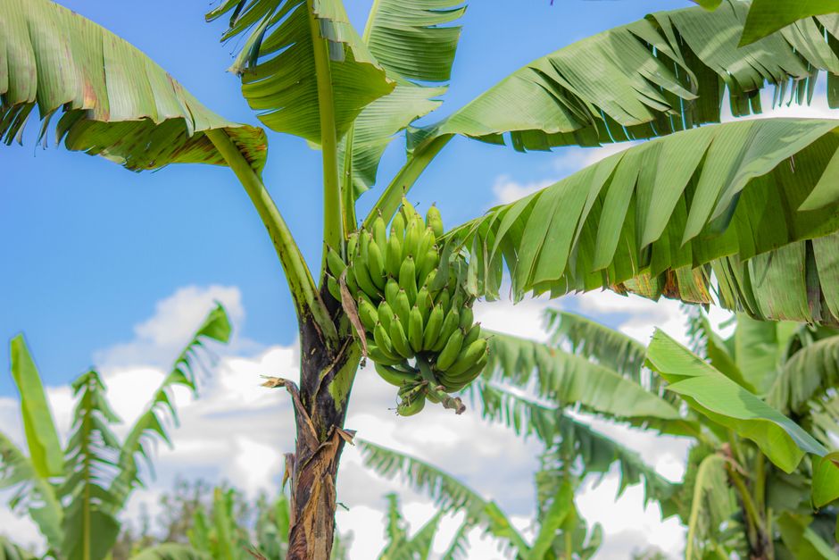 A banana plant carrying a heavy green matooke bunch — mulch, prop and de-sucker to protect a perennial you can't replant each season.