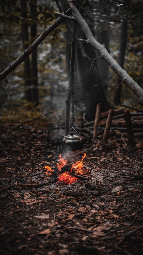 Fotos de stock gratuitas de acampada, bosque, fuego