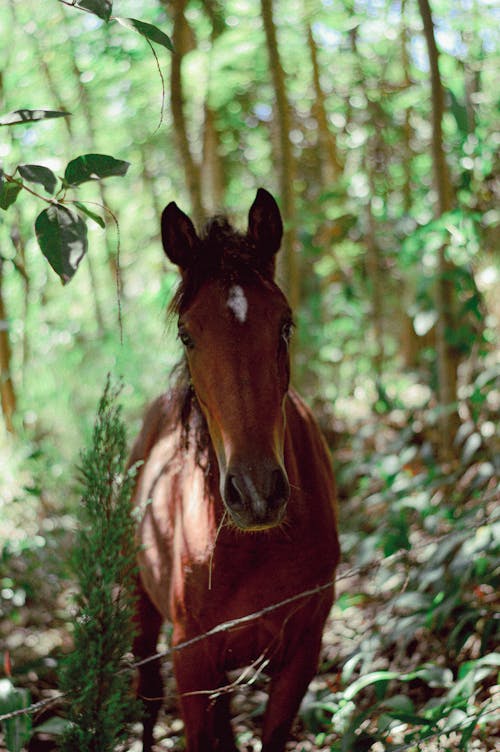 垂直的, 棕色的马, 自然的美 的 免费素材图片