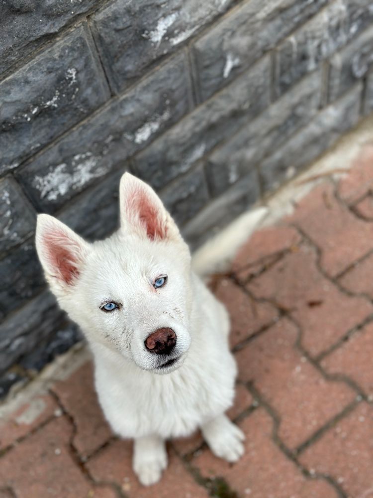 Haski Photos, Download The BEST Free Haski Stock Photos & HD Images