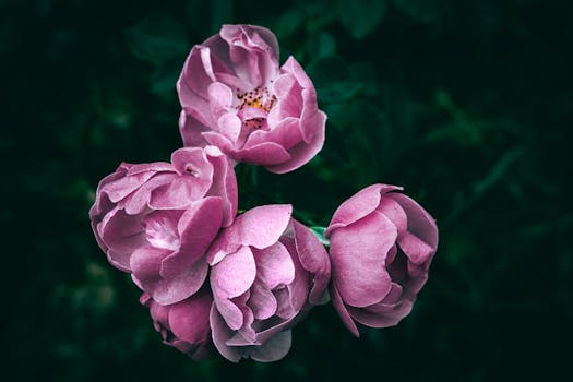 Elegant pink roses with water droplets on petals against a dark background.