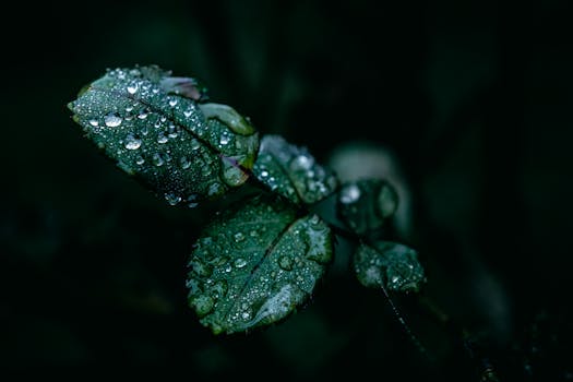 Close-up image of dewy leaves with raindrops against a dark background, capturing nature's detail.