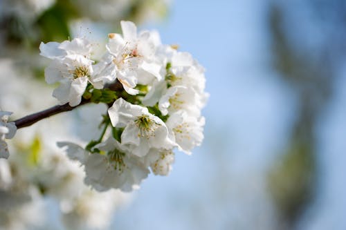 White Cherry Blossoms