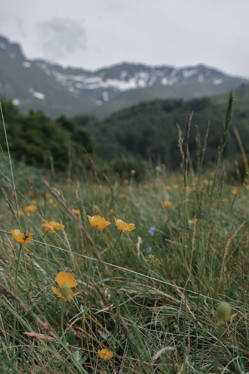 Flowers on Grass