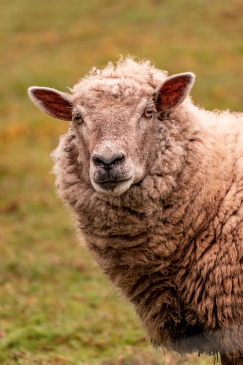 Free A detailed portrait of a woolly sheep in a French meadow, showcasing its fluffy texture and gentle demeanor. Stock Photo