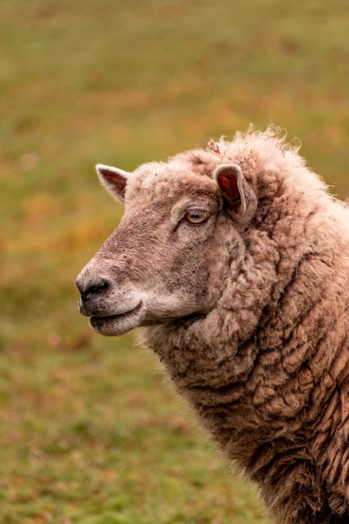 Free A woolly merino sheep stands in a lush green meadow in Saint-Mars-de-Coutais, France. Stock Photo
