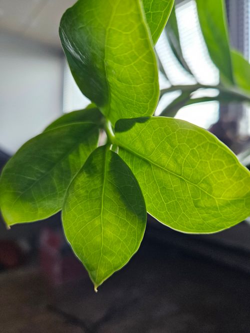Free stock photo of green, leaf, nature Stock Photo