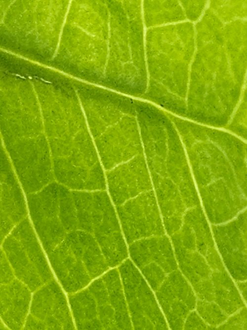 Free stock photo of detail, green, leaf Stock Photo