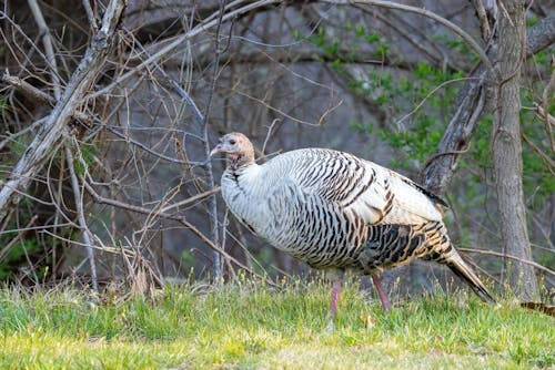 Turkey Among Tree Branches 